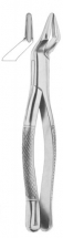  PARMLY Fig. 32 upper premolars and molars 
